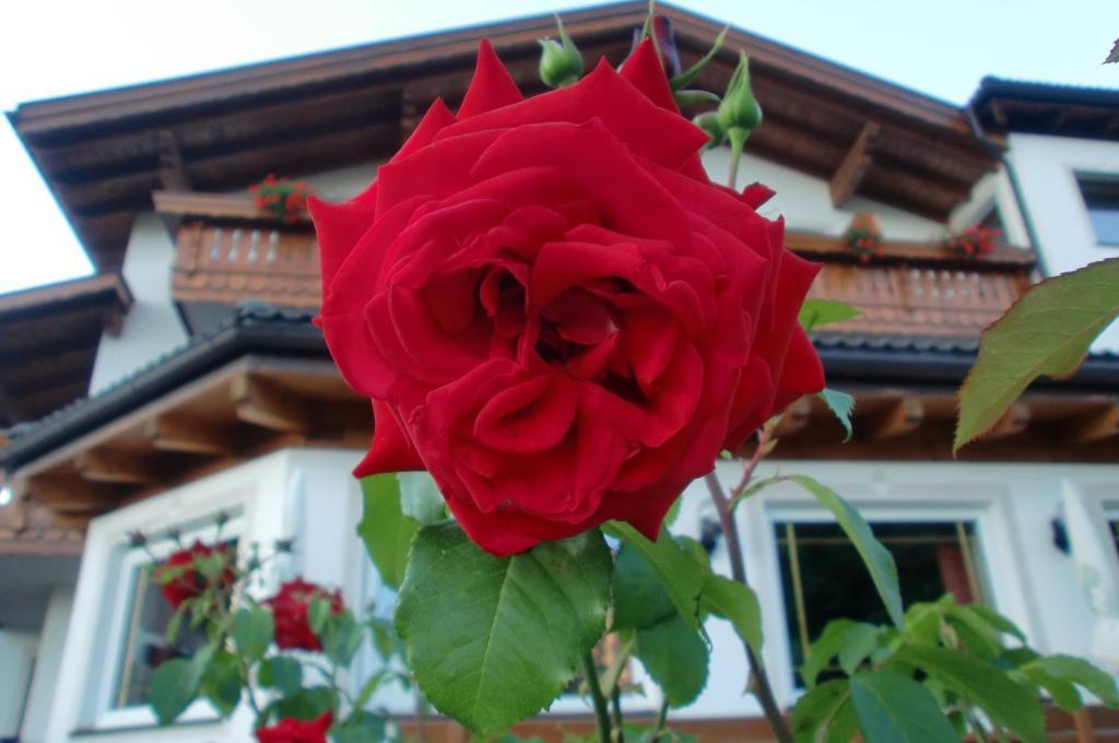 Hotel Viktoria Castelrotto Zewnętrze zdjęcie